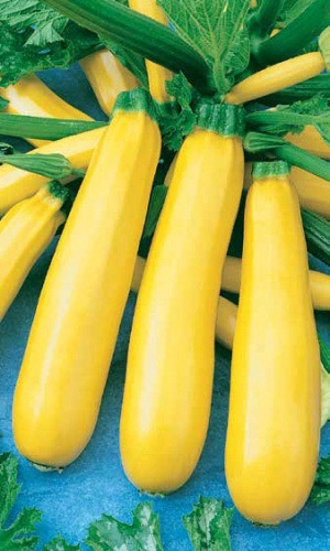 Кабачок ЖЕЛТОПЛОДНЫЙ &mdash; Очень ценный диетический сорт! Содержит много витамина С! Мякоть нежная, сочная, сладкая!