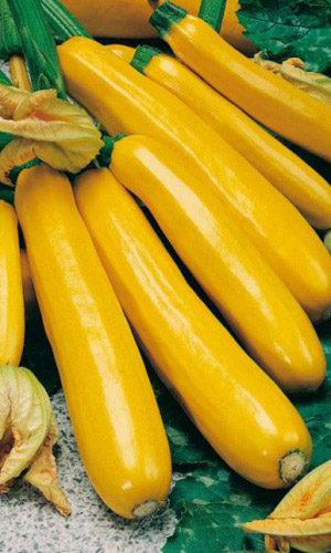 Кабачок ЗОЛОТИНКА &mdash; Цукини