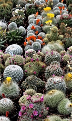 Кактус ЗАБАВА