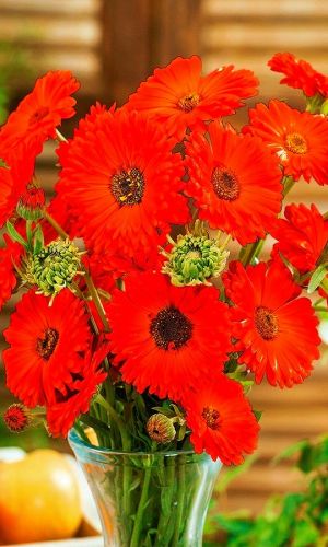 Календула КРАСНАЯ С ЧЁРНЫМ ЦЕНТРОМ