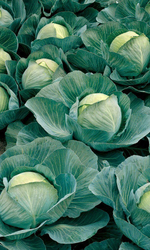 Капуста АМАНДА F1