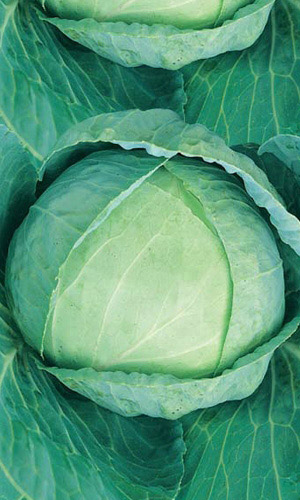 Капуста БРОНКО F1