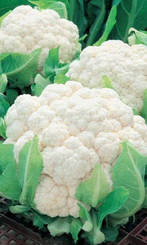 Капуста цветная АЛЬФА