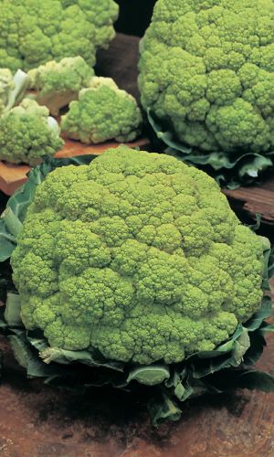 Капуста цветная ЦАРЕВНА ЛЯГУШКА