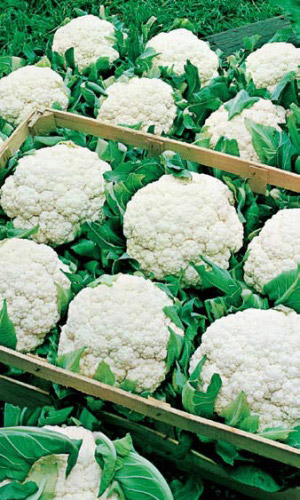 Капуста цветная ЧЕТЫРЕ СЕЗОНА