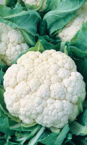 Капуста цветная ГУДМАН F1