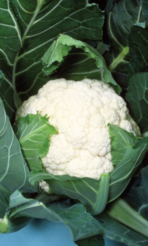 Капуста цветная КУРАЖ