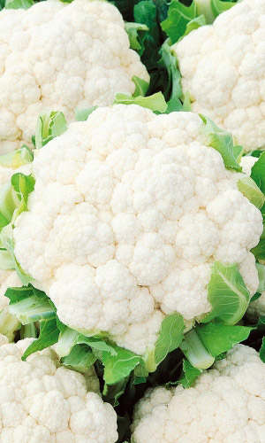 Капуста цветная РУССКИЙ ДЕЛИКАТЕС