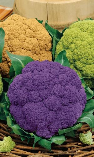 Капуста цветная СЕМЁНОВНА®