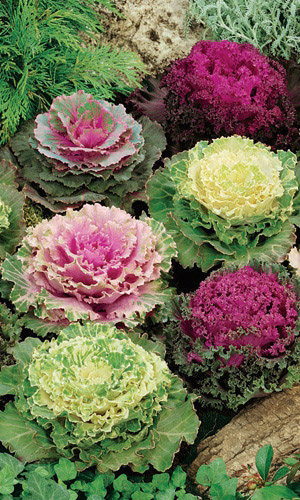 Капуста декоративная КОРОЛЕВА ОСЕНИ