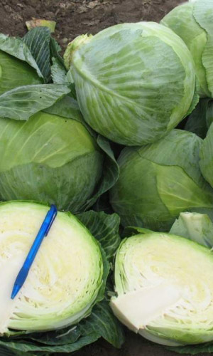 Капуста ХАРЬКОВСКАЯ ЗИМНЯЯ