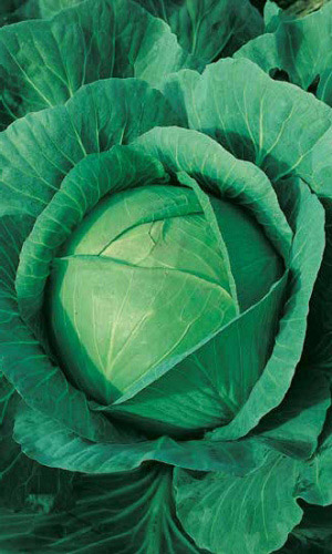 Капуста КАМЕННАЯ ГОЛОВА