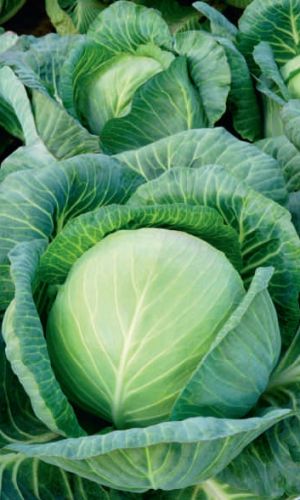 Капуста КОЛОМЕНСКАЯ &mdash; Сорт устойчив к поражению килой! Один из лучших для квашения! Урожайность более 10 кг с каждого метра!