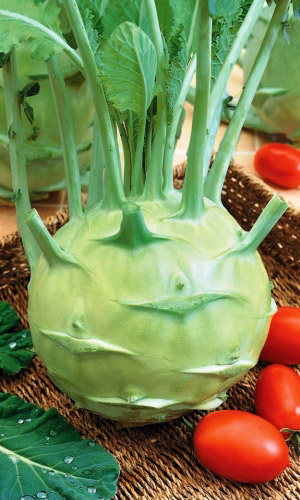 Капуста кольраби ВЕНСКАЯ БЕЛАЯ 1350