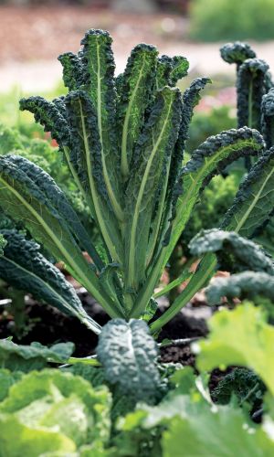 Капуста листовая ТОСКАНА