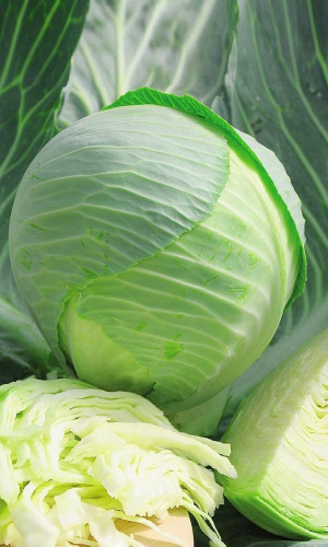 Капуста МОРОЗКО