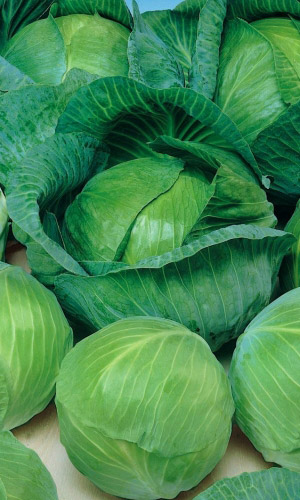 Капуста ПРЕСТИЖ ДАЧНИКА F1