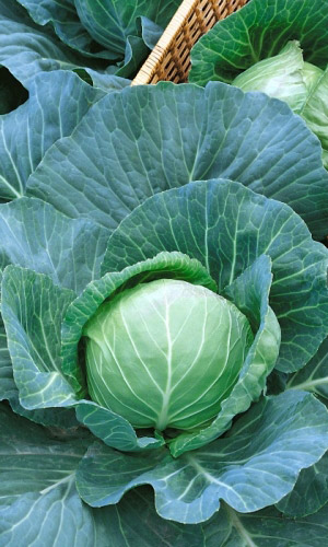 Капуста РУССКИЙ ДЕЛИКАТЕС