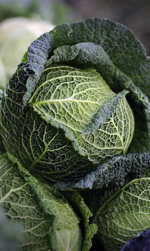 Капуста савойская ВЕРТЮ 1340