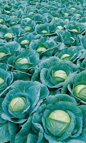 Капуста УРАЛЬСКИЙ ЭКСПРЕСС F1