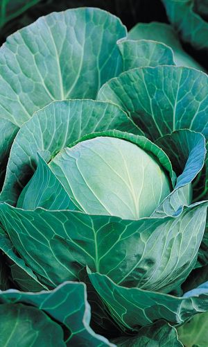 Капуста ЗИМНИЙ ДЕСЕРТ