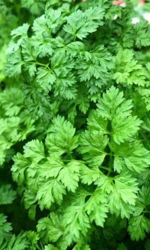 Кервель АРОМАТНЫЙ