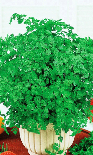 Кервель АЖУРНЫЙ (КУРЧАВЫЙ)