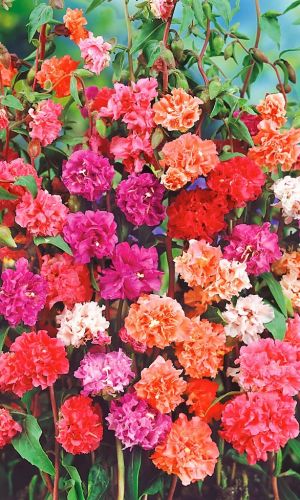 Кларкия изящная НОВОГОДНЯЯ ГИРЛЯНДА