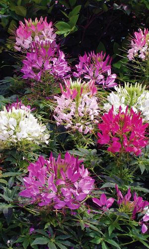 Клеома ЦВЕТНЫЕ ПАУЧКИ &mdash; Срезанные соцветия стоят в воде дольше 10 дней!