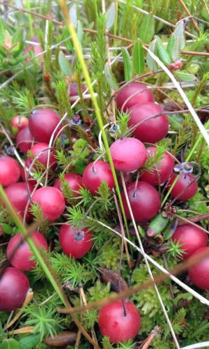 Клюква БЕН ЛИР