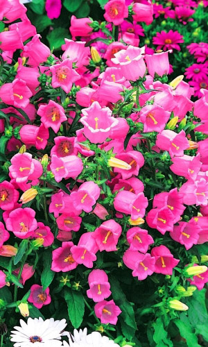 Колокольчик средний РОЗОВЫЙ ФЛАМИНГО