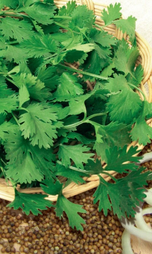 Кориандр (Кинза) АВАНГАРД