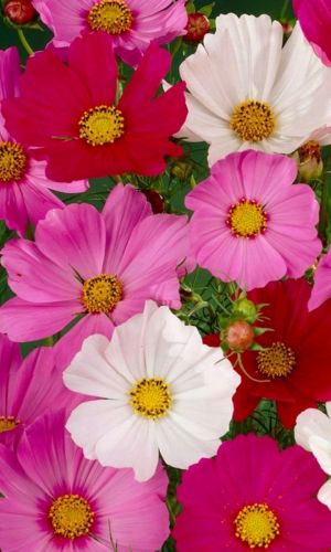 Космея ДВАРФ СЕНСЕЙШН МИКС