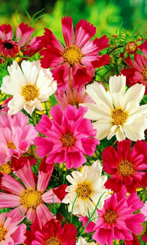 Космея МОРСКАЯ РАКОВИНА