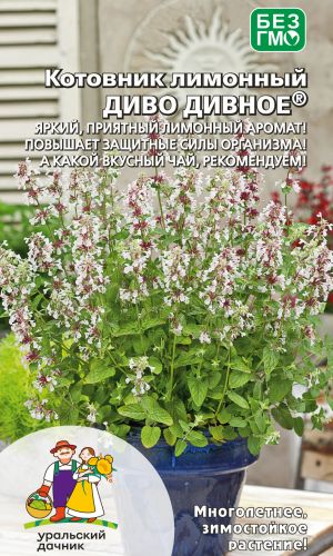Котовник лимонный ДИВО ДИВНОЕ &mdash; Яркий, приятный аромат! Повышает защитные силы организма! А какой вкусный чай...
