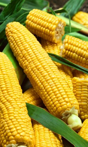 Кукуруза РАННЯЯ ЛАКОМКА 121 &mdash; Сахарный тип