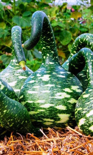 Лагенария ЛЕБЁДУШКА