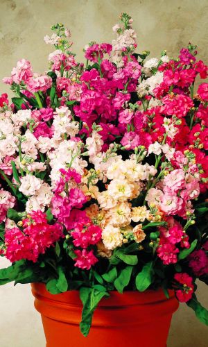 Левкой ИМПЕРИАЛ СМЕСЬ &mdash; Неповторимый аромат!