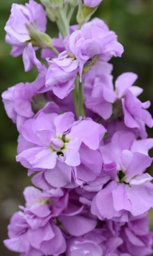 Левкой СИНДЕРЕЛЛА ЛАВЕНДЕР &mdash; Бордюрное растение с необыкновенным ароматом!