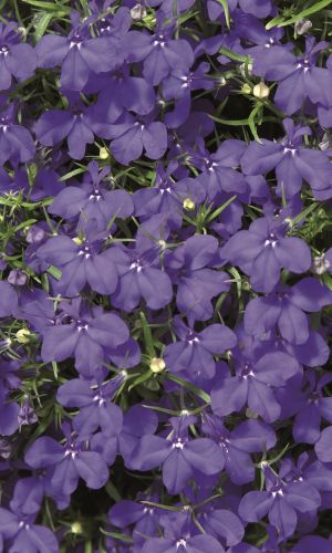 Лобелия РЭПИД БЛЮ