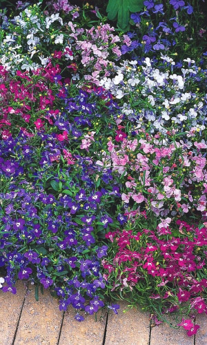 Лобелия ТАТЬЯНА МИКС F1 &mdash; Суперкаскадная смесь