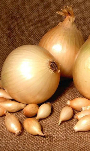 Лук репчатый ХАЛЦЕДОН &mdash; Для зимнего хранения! Высокая урожайность! Луковицы крупные, острого вкуса! Однолетний, прекрасно вызревает!