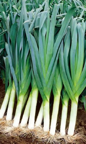 Лук порей СЕГУН
