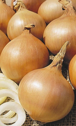 Лук репчатый КОЛОБОК &mdash; Великолепно хранится!