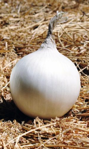 Лук репчатый СНЕЖНЫЙ ШАР F1