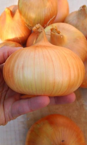 Лук репчатый СПАССКИЙ МЕСТНЫЙ УЛУЧШЕННЫЙ