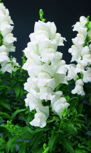 Львиный зев крупноцветковый СНЕЖИНКА