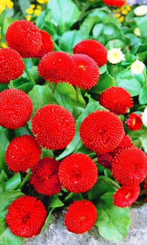 Маргаритка РЯБИНОВЫЕ БУСЫ