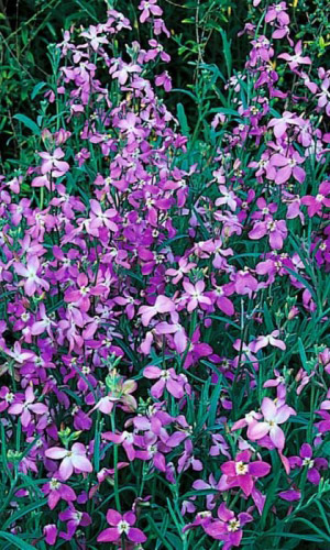 Маттиола двурогая ВЕЧЕРНИЙ АРОМАТ