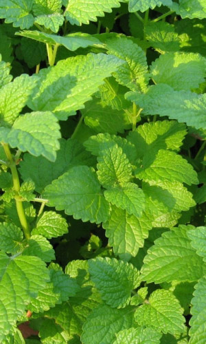 Мелисса СВЕЖЕСТЬ